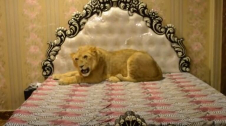 Este paquistaní tiene un león de 76 kilos viviendo en su casa donde tiene hasta su propia cama