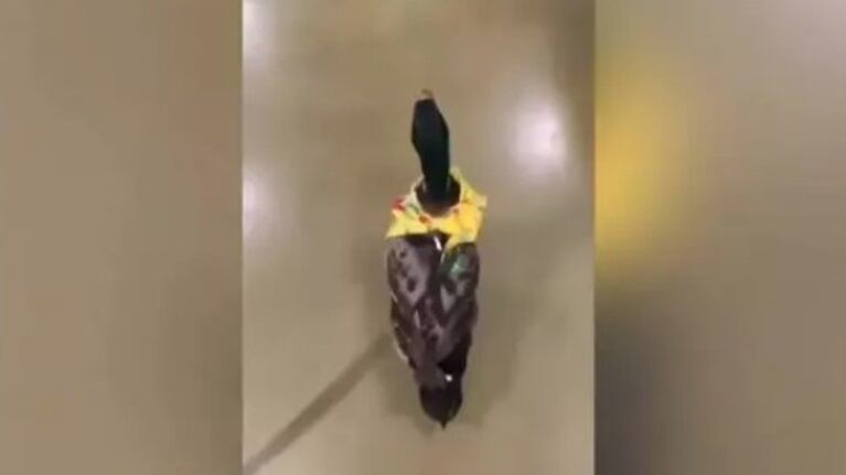 Este pato celebró su cumpleaños con un merecido viaje a la ciudad  