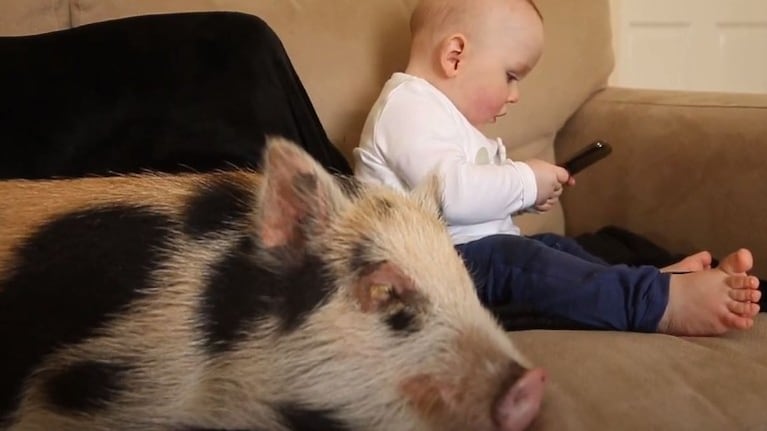 Este pequeño niño vive con una cerdita llamada Peppa