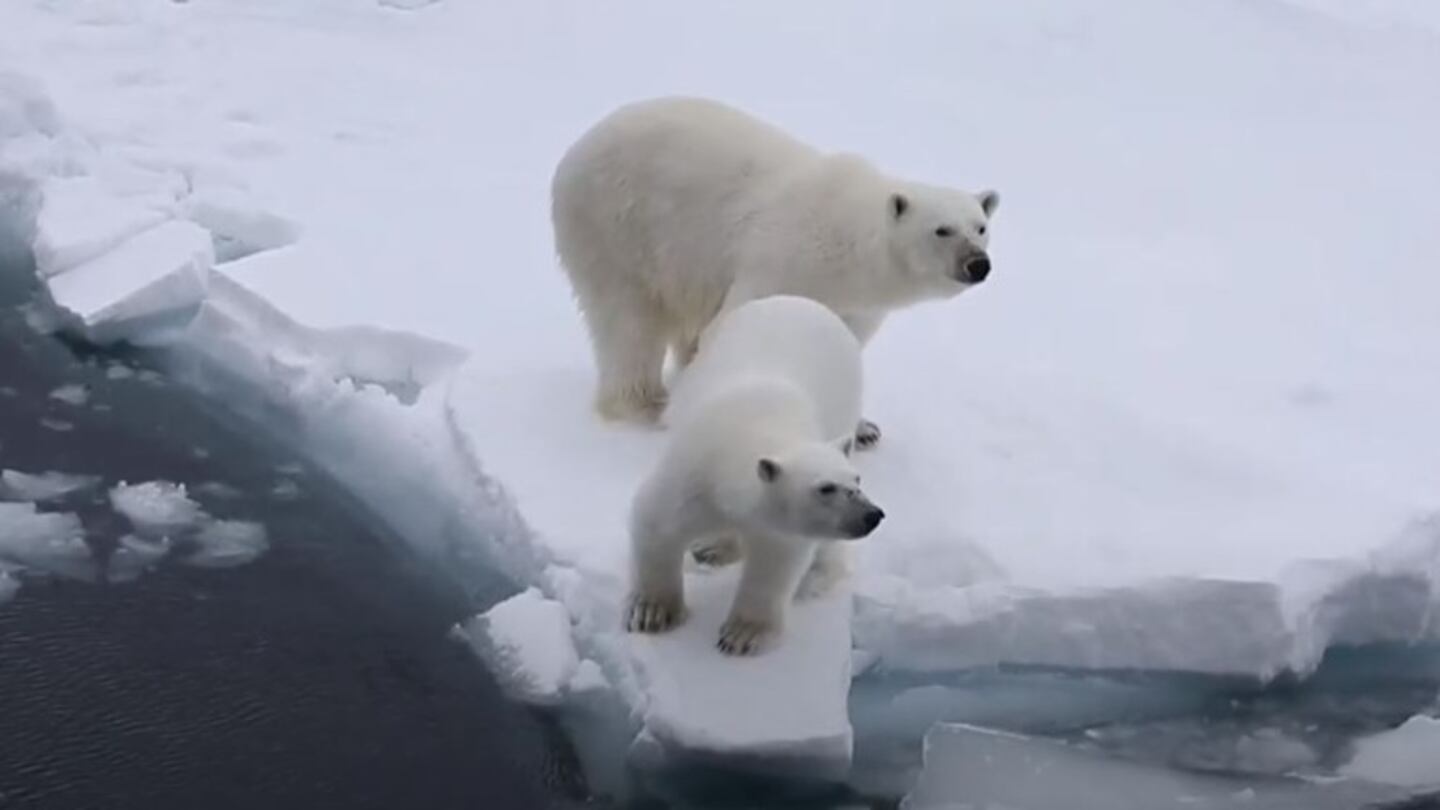 Este pequeñuelo defiende a su madre rugiendo a un grupo de turistas que observan desde un barco