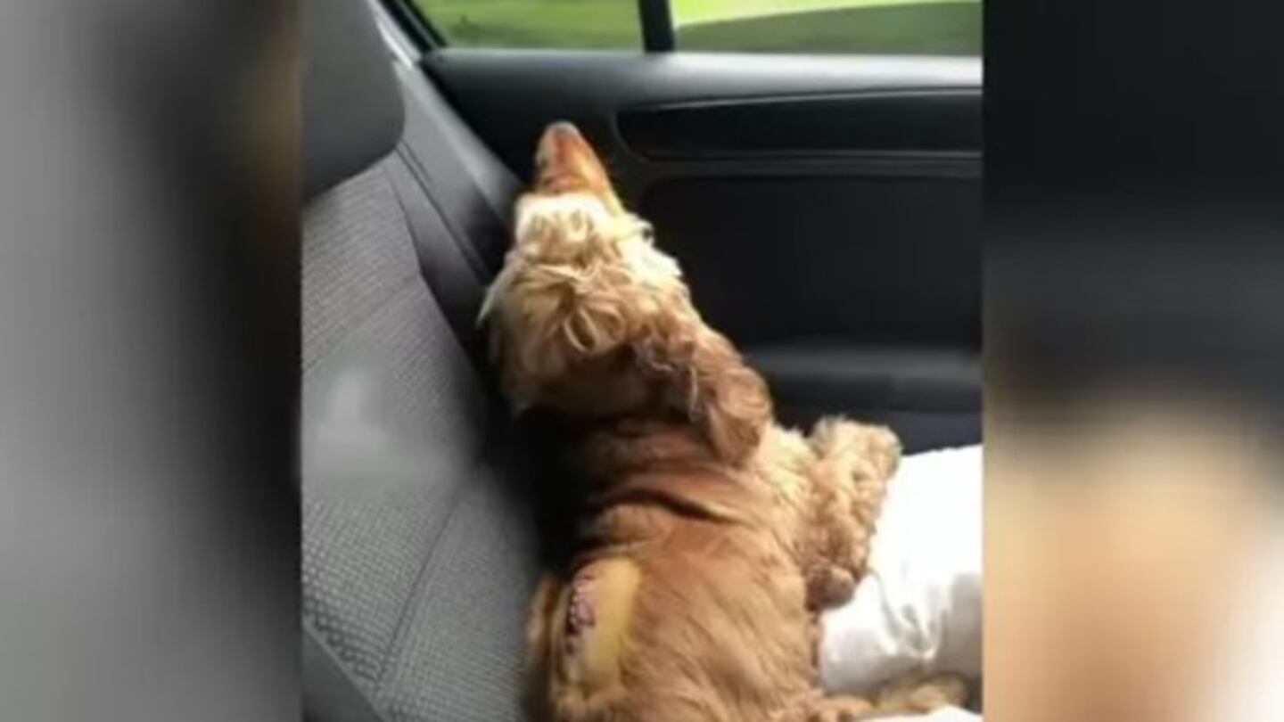 Este perrito logra recuperarse y volver a caminar