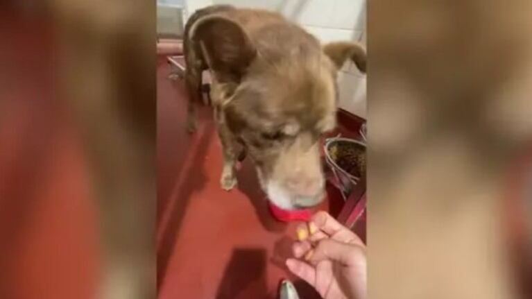 Este perro abandonado fue adoptado y recuperó la felicidad junto a sus nuevos dueños