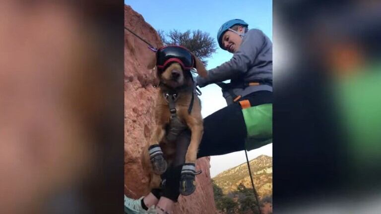 Este perro acompaña a sus dueños en todas sus aventuras, incluso haciendo rappel