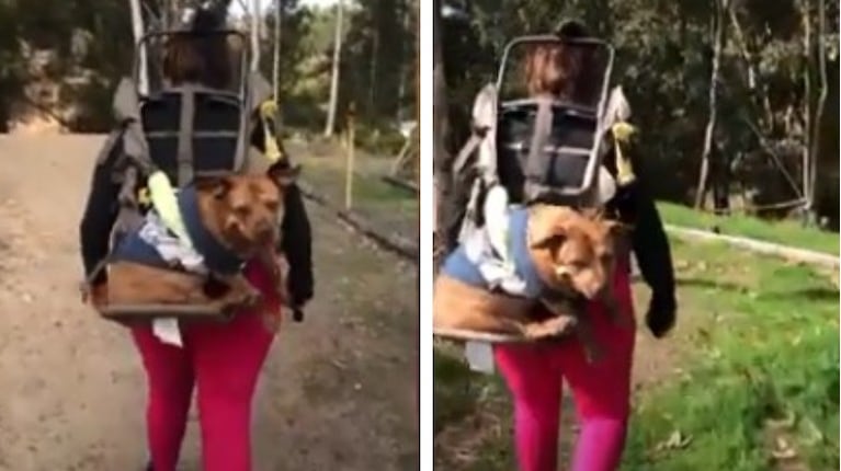 Este perro anciano sigue yendo de excursión gracias a este invento de su dueño