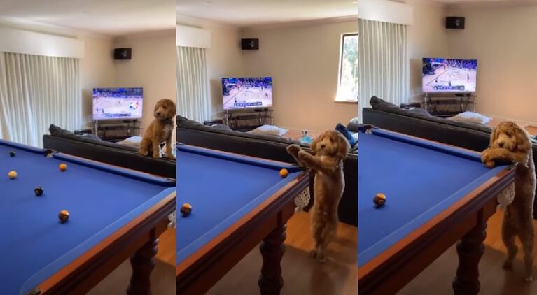Este perro asiste a su dueño durante una partida al billar metiendo la bola en una de las troneras