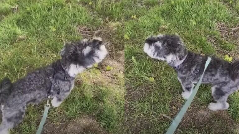 Este perro aúlla a la par que las sirenas de una ambulancia
