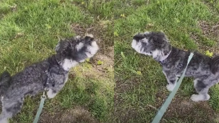 Este perro aúlla a la par que las sirenas de una ambulancia