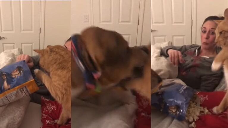 Este perro carga contra un gato para evitar que atrape pochoclos de una bolsa