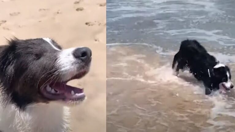 Este perro ciego va a la playa por primera vez