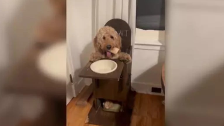 Este perro come de pie en una mesa especial por un tema de salud