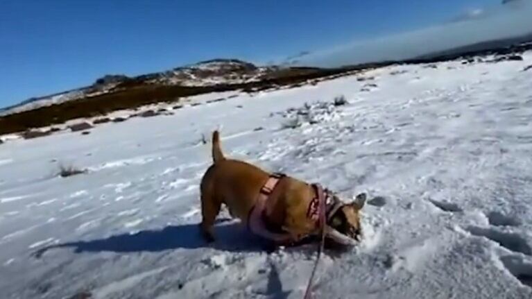 Este perro con cáncer terminal disfruta de sus últimas aventuras gracias a la persona que lo adoptó