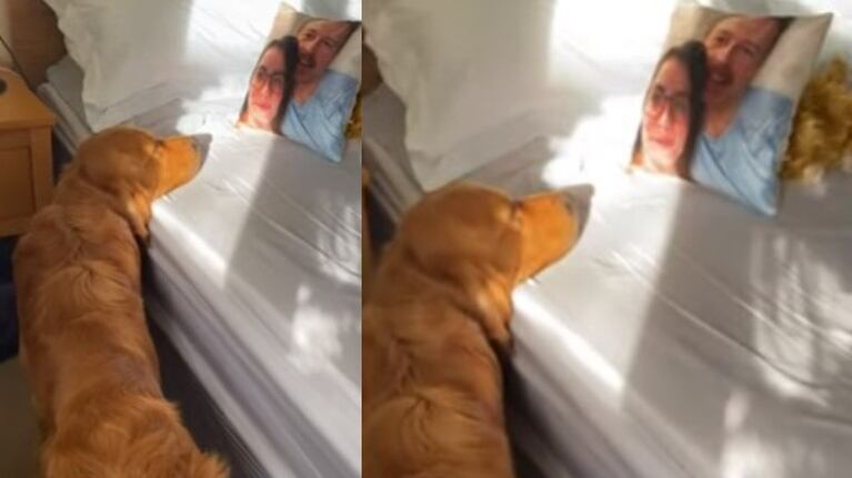 Este perro confunde a sus dueños durmiendo con un cojín con sus caras impresas dando lugar a una hilarante escena