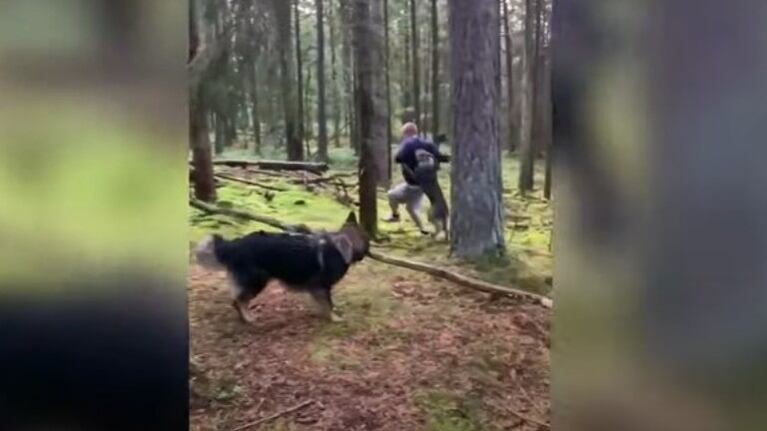 Este perro derriba un árbol...¡para llevarselo como palo!