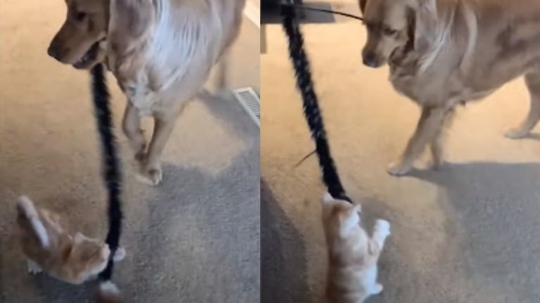 Este perro descubre cómo llamar la atención de un gatito para que juegue con él