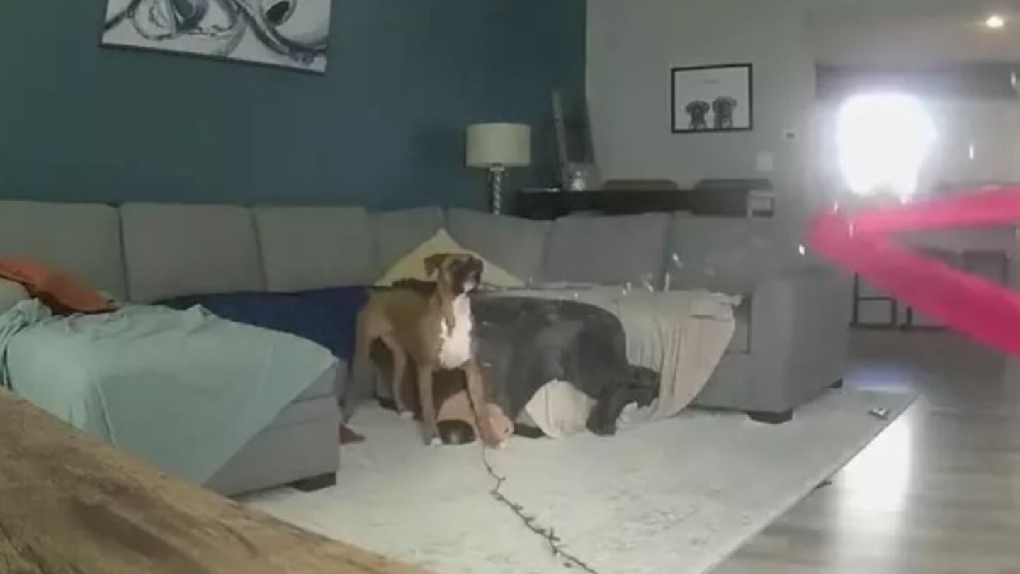 Este perro destrozó la decoración navideña de su dueña