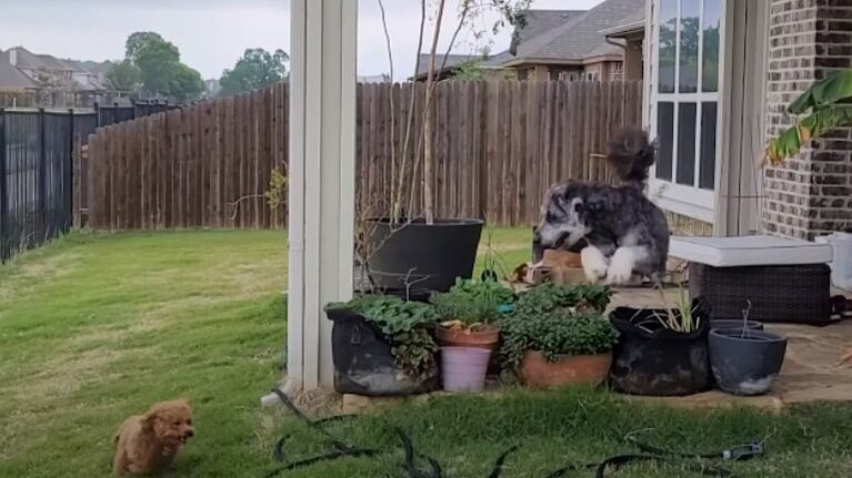 Este perro es la definición de la amabilidad cuando juega con un amigo de menor tamaño