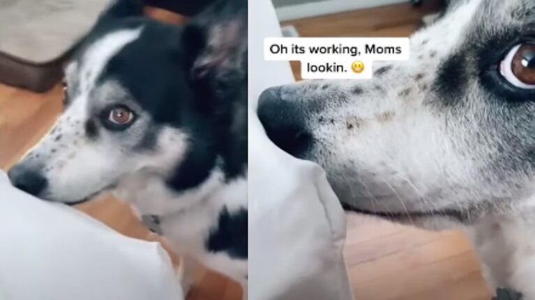 Este perro hace que muerde las sábanas para llamar la atención