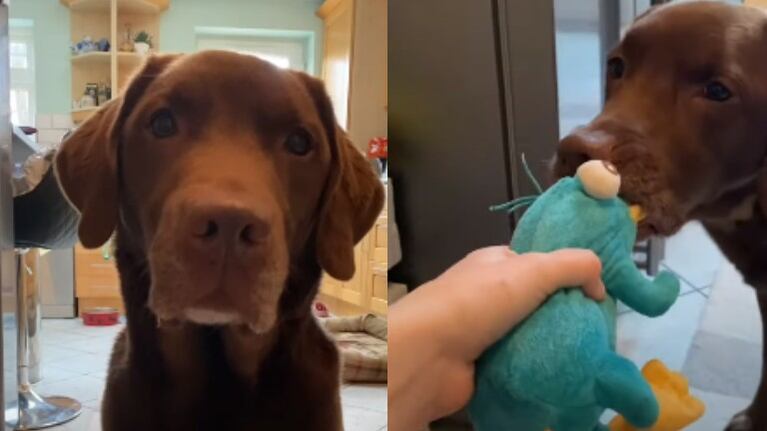 Este perro hace todo lo posible por evitar que sus juguetes vayan a la lavadora
