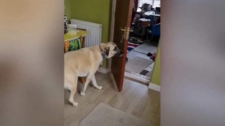 Este perro inteligente ayuda a su dueña en las tareas diarias