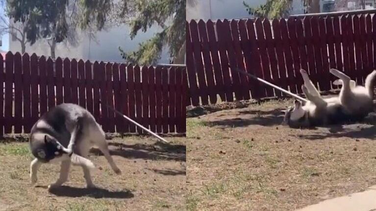 Este perro juega a perseguir su propia cola y termina en el suelo