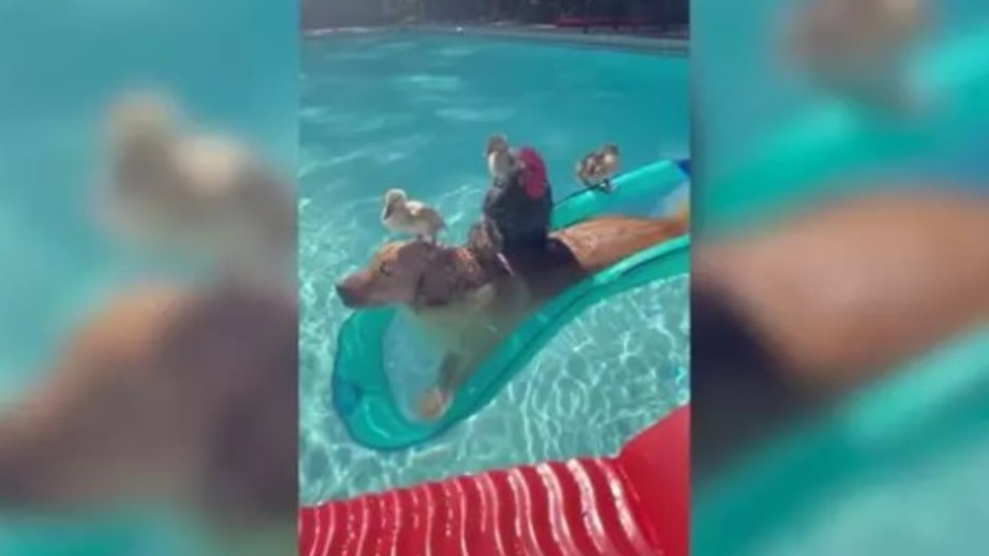 Este perro nada en la piscina junto a unos patos