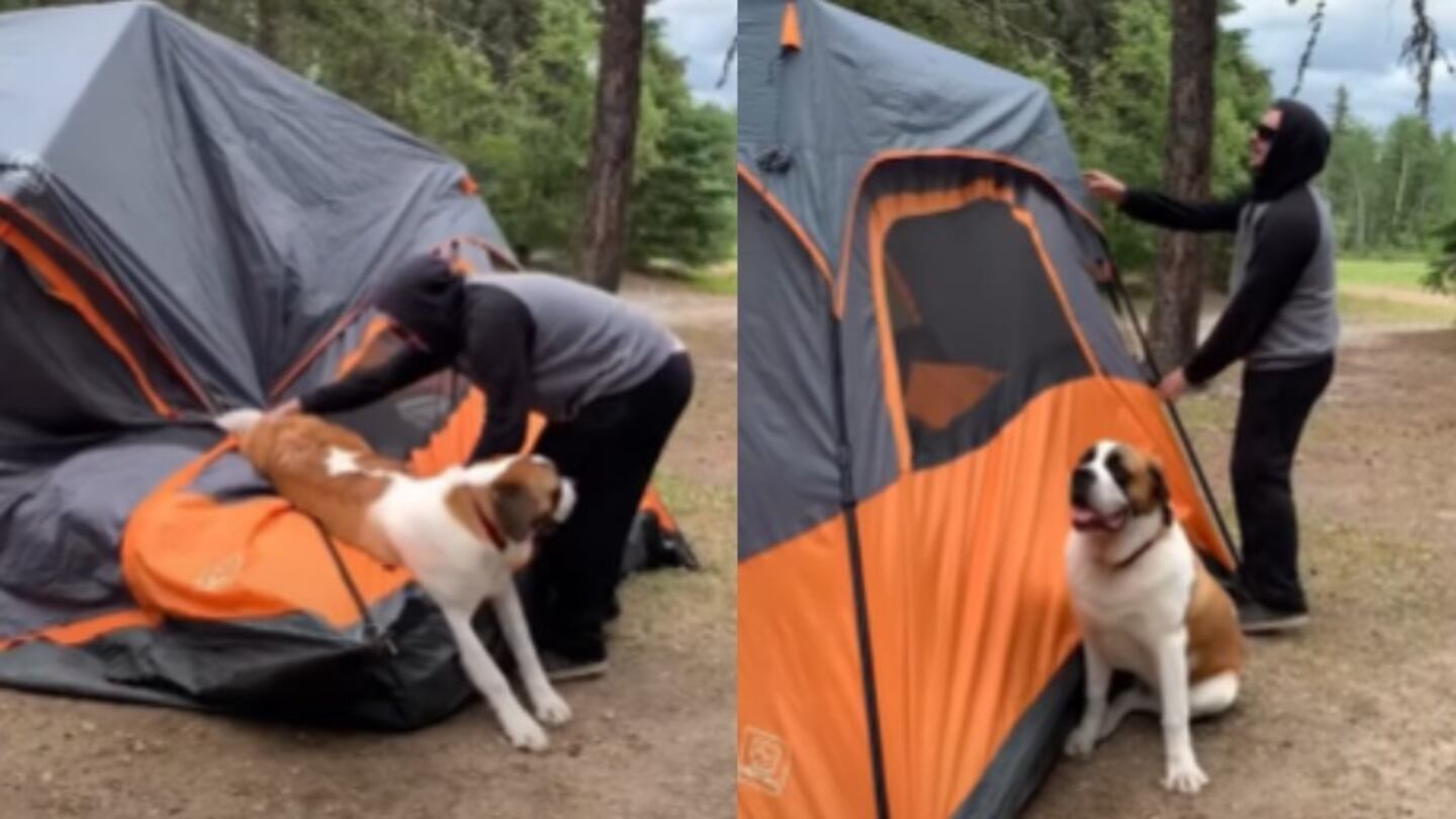 Este perro no entiende cómo se usa una tienda de campaña y da lugar a una divertida escena