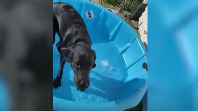 Este perro no pudo contener la emoción cuando su dueña empezó a llenar una flamante piscina para que la disfrutara