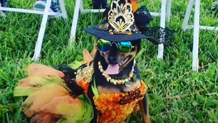 Este perro pasó de vivir en la calle a tener un armario valorado en 10.000 dólares