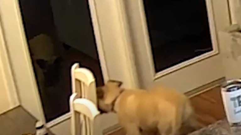 Este perro se asusta de su propio reflejo en el espejo