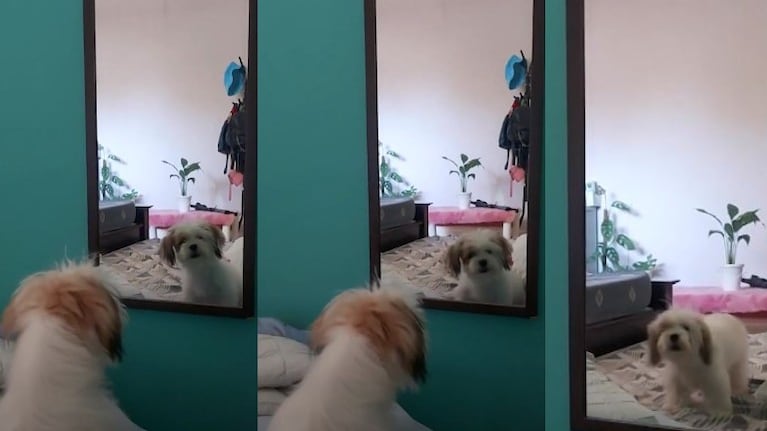 Este perro se enoja cada vez que se ve en el espejo