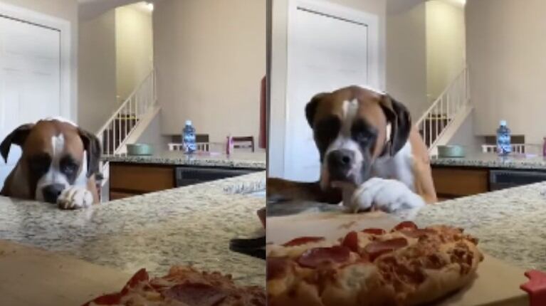 Este perro se hace viral en Internet por tratar de robar una pizza sin saber que lo están grabando