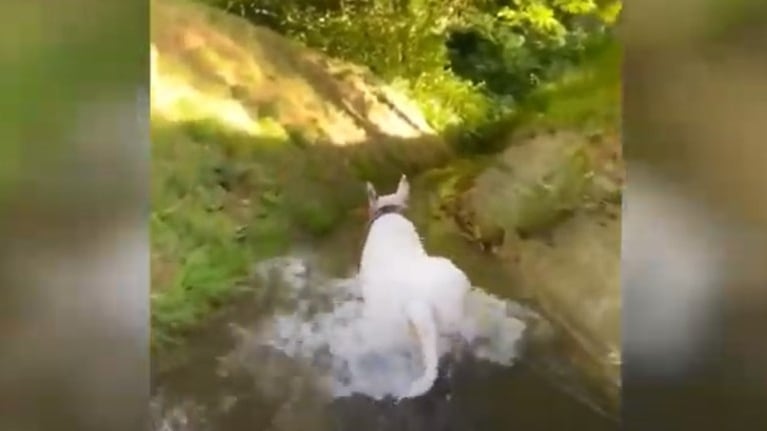 Este perro se lo pasa genial deslizándose por un riachuelo