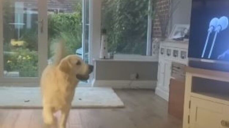  Este perro se pone a aullar cuando escucha a Luciano Pavarotti