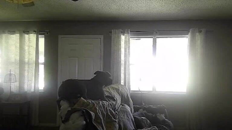 Este perro se queda solo en casa y destroza completamente el sofá y la puerta