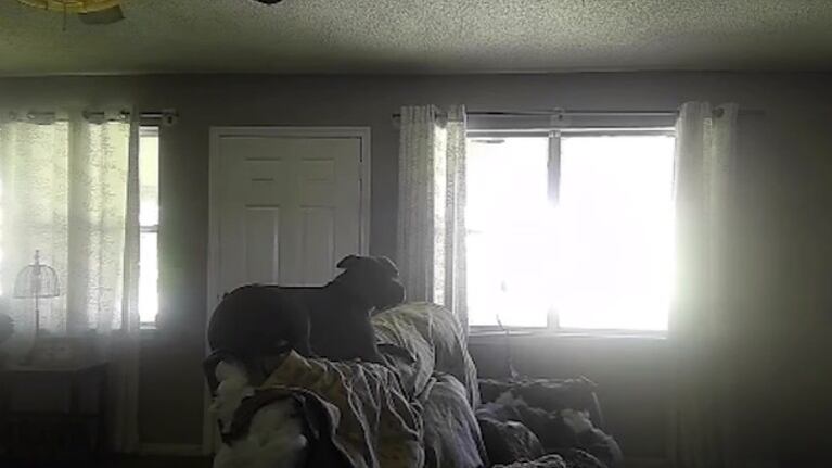 Este perro se queda solo en casa y destroza completamente el sofá y la puerta