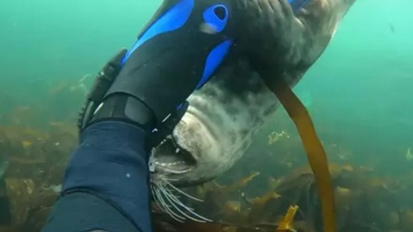 Este submarinista encontró amigos en las profundidades: mira como interactúa con unas focas