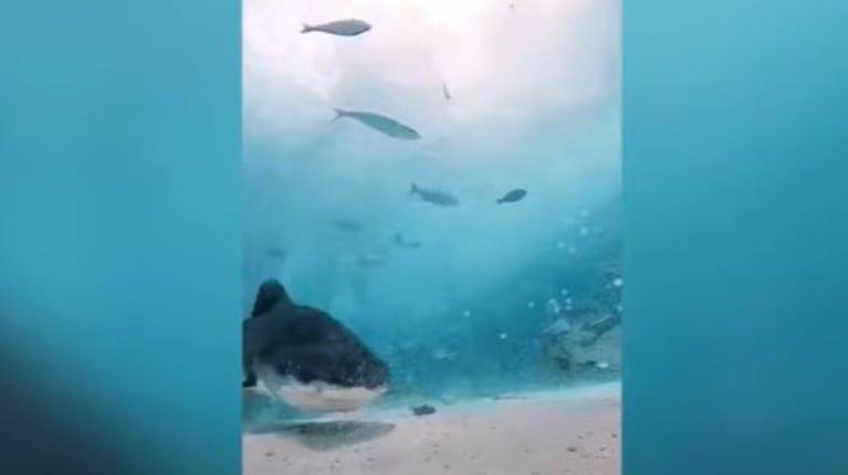 Este tiburón intentó comerse una cámara