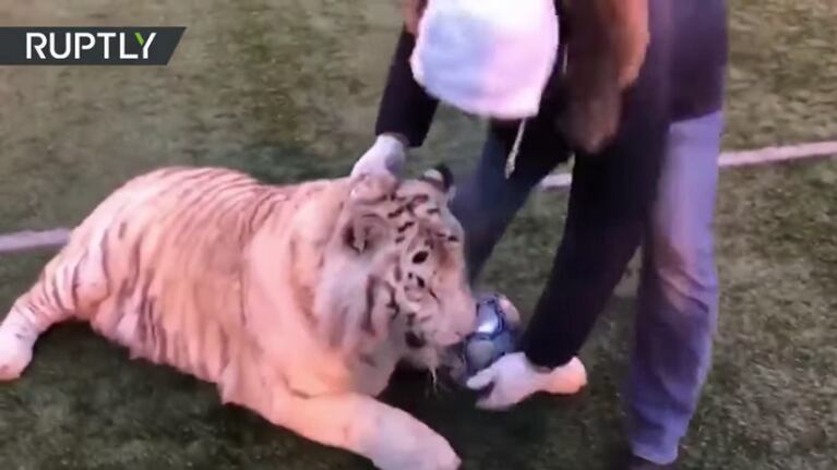 Este tigre blanco es un fenómeno con la pelota