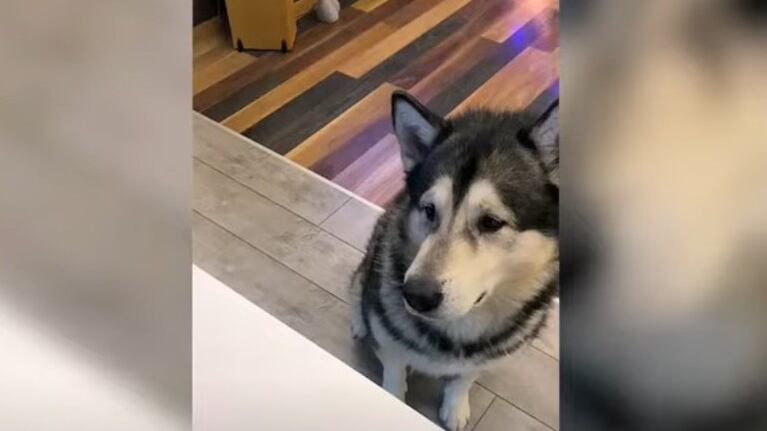 Este tipo engañó a su hambriento perro fingiendo que lo alimentaba