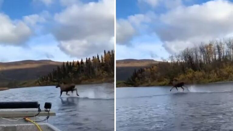Este vídeo de un alce caminando sobre las aguas de un río en Alaska se ha hecho viral