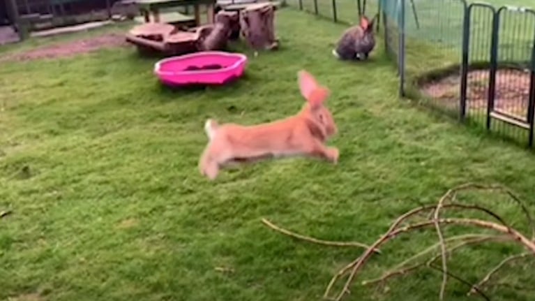 Estos conejos gigantes son del tamaño de un perro pequeño y comen frutas y verduras por valor de 200 libras al mes