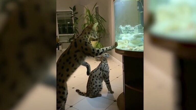Estos dos gatos serval estaban fascinados por los peces que nadaban en la pecera de su casa