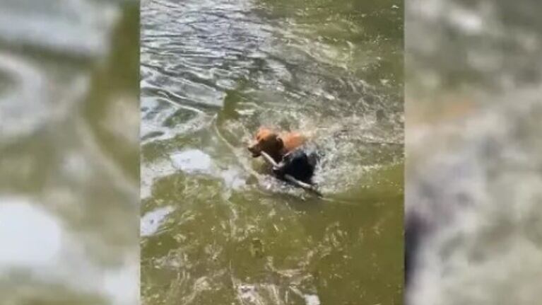 Estos dos perros son los mejores en natación