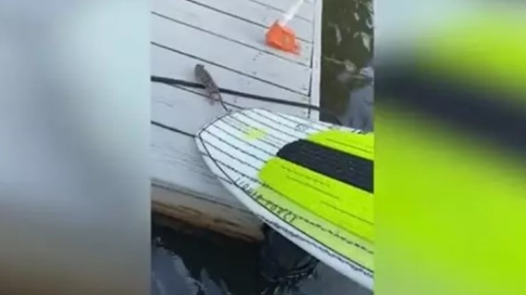 Estos navegantes rescataron a una ardilla bebé que estaba a punto de morir ahogada en un lago