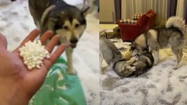 Estos perros husky destrozaron el salón de su dueño y rompieron el mueble más caro