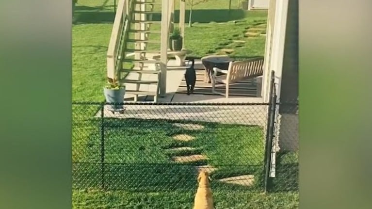 Estos perros son vecinos y mejores amigos de valla