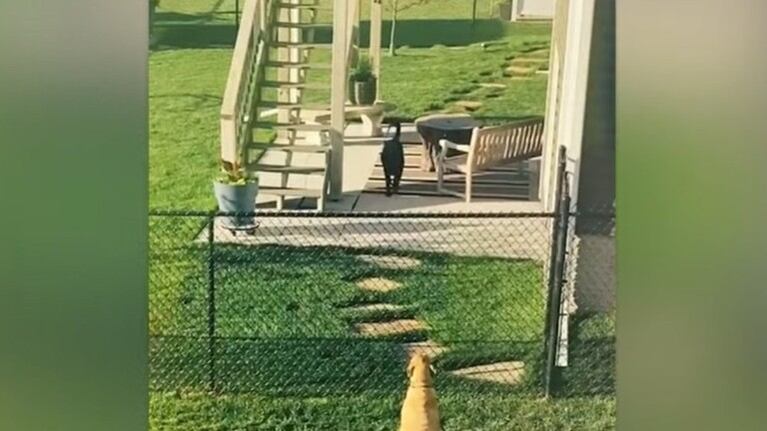 Estos perros son vecinos y mejores amigos de valla