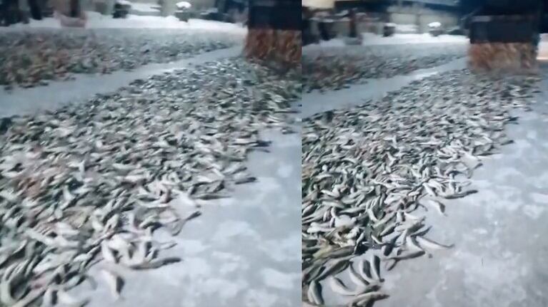 Estos pescadores rusos hacen viral su día de trabajo compartiéndolo en TikTok