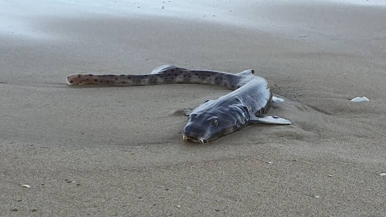 Extraña criatura aparece en playa australiana y siembra misterio