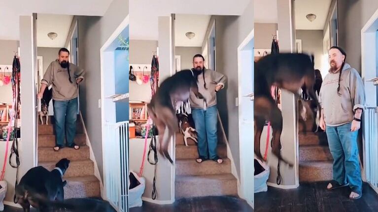 Falcon, el galgo que da saltos de alegría cada vez que su dueño se quita el pijama y se pone ropa de calle
